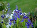 7-28 Iris delavayi (2) (800x532)