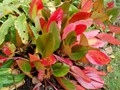 Bergenia atropurpurea  fall color 10-9 (2) (800x532)