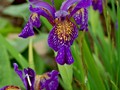 Iris sp. from seed(681x1024) (532x800)