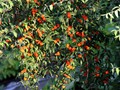 Lonicera sp berries 