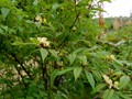 Lonicera sp bush (1024x681)
