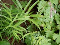Polygonatum cirrhifolium 8-4 (2) resized