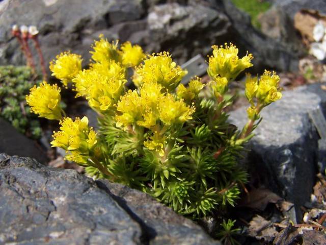Click here to read about Saxifraga sancta