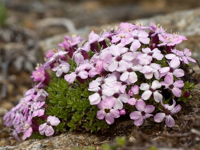 Click here to read about Silene acaulis