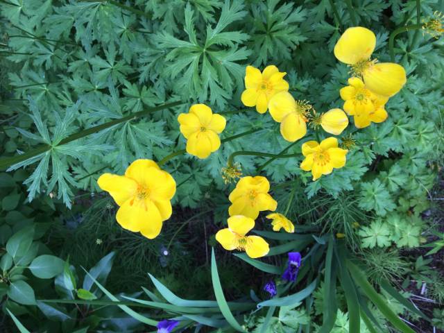 Click here to read about Trollius pumilus
