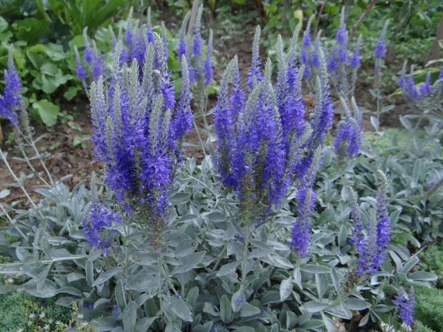 Click here to read about Veronica spicata