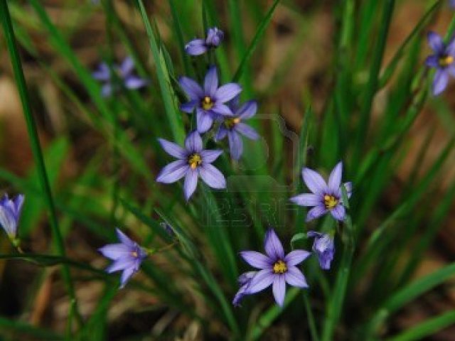Click here to read about Sisyrinchium montanum